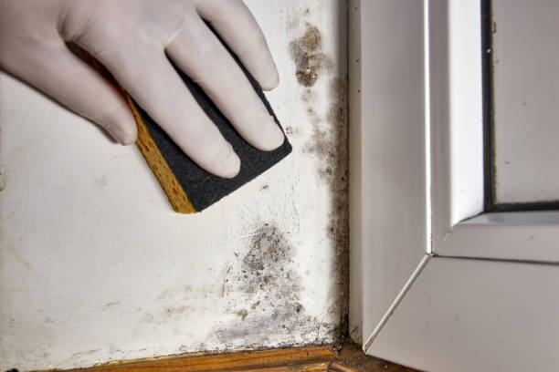 Best Post-Construction Mold Inspection  in Monrovia, CA